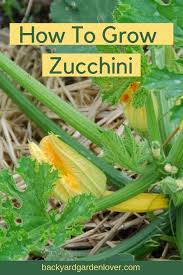 Check spelling or type a new query. How To Grow Zucchini Courgette And Enjoy It All Summer Long