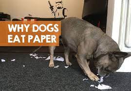 Why Does My Dog Eat Paper All Of A Sudden Is It Bad