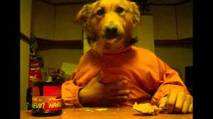 Dog with human hands show. Dogs With Human Hands Youtube