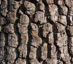 Image result for tree bark