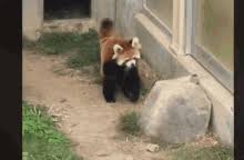 Share the best gifs now >>>. Red Panda Gifs Tenor