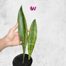 Image result for Sansevieria metallica