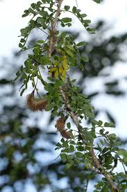 Image result for Ormocarpum trichocarpum