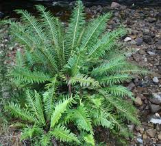 Image result for Blechnum punctulatum