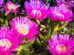 Succulent like plant with pink flowers. Carpobrotus Is A Genus Of Ground Creeping Plants With Succulent Leaves And Large Daisy Like Flowers Stock Photo Picture And Royalty Free Image Image 104901454