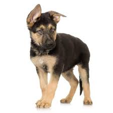 Celine is coming to us from a shelter in ca. German Shepherd Puppy Standing In Front Of A White Background Wall Decal 30 Inches H X 30 I German Shepherd Puppies German Shepherd Puppies Training Dog Breeds