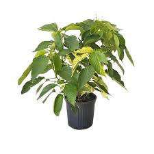 Image result for Acalypha pubiflora