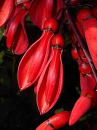 Image result for Erythrina crista-galli