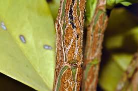 Image result for Olax obtusifolia