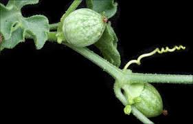 Image result for Corallocarpus triangularis