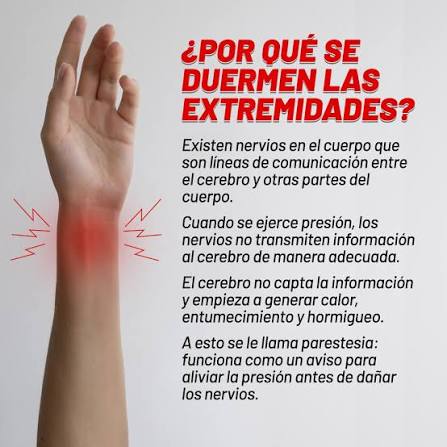 Alguna vez has sentido que se te “duermen” las manos o los pies? 😳 Esto  ocurre cuando los nervios se comprimen o la circulación se reduce, causando  hormigueo o adormecimiento temporal. #Curiosidades #