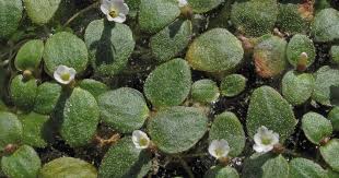 Image result for Litanthus pusillus