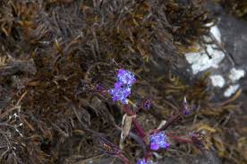 Image result for Cyanotis lanata