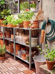 Pin On Garden Plants