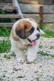 Bernard puppy for sale if you can adopt and save a life? Saint Bernard Puppy Playing In The Summer Outside On Green Stock Photo Picture And Royalty Free Image Image 97393963