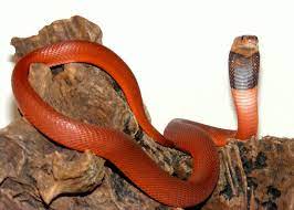 The Red Spitting Cobra King Cobra Snake Cobra Snake Snake