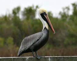 Jul 01, 2021 · situated 90 kilometers (60 miles) southwest of the capital, tirana, it's home to around 260 bird species. Brown Pelican Bird Gallery Houston Audubon