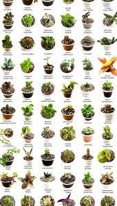 Identify What Types Of Succulents You Own Succulent Plants Uk In 2020 Types Of Succulents Plants Natural Garden