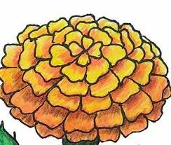 One of over 3,500 exclusive benjamin moore colors. Drawing A Marigold Flower Brainly In