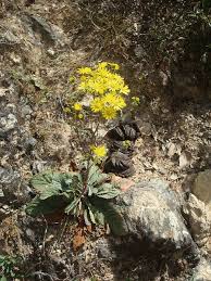 Image result for Solanecio mannii