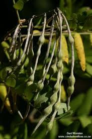 Image result for Combretum celastroides
