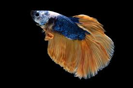 How To Prevent Columnaris Disease In Your Aquarium Fish