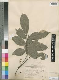 Image result for Pancovia golungensis