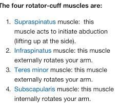 Muscles Of The Rotator Cuff Their Primary Actions Subscapularis Muscle Infraspinatus Muscle Supraspinatus Muscle