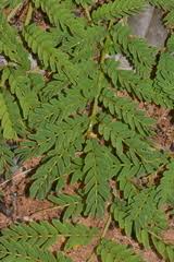 Image result for Entada dolichorrhachis