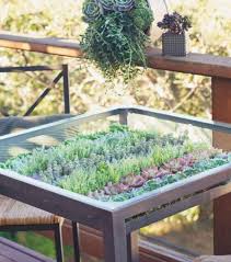 You Ve Undoubtedly Seen The Eye Catching Colors And Identifiable Shapes Of Succulents In Your Local Nursery Succulent Garden Indoor Succulents Diy Succulents