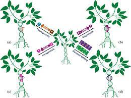 The quality and nutrition of variety of these crops. Genetically Modified Crops Current Status And Future Prospects Springerlink