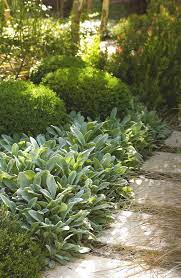 Pin By Rachel Tan On Purple Gray Flower Beds Garden Border Plants Border Plants Garden Shrubs
