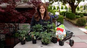 Tomato Growing Basics Planting Tips Garden Answer Youtube In 2020 Growing Tomatoes Plants Garden