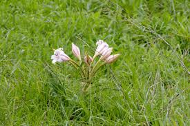 Image result for Crinum jasonii
