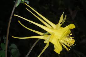 Image result for Thunbergianthus ruwenzoriensis