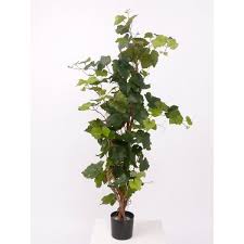 Creusez un trou suffisamment grand pour recevoir la motte ou les racines du pied de vigne (environ 30 cm de profondeur et de largeur) ; Lot 2 X Pied De Vigne En Pot 135 Feuilles 90cm Exterieur Cdiscount Maison