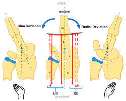 Image result for Normal Anatomic Position of the Hand and Wrist