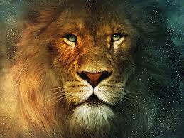 lion face wallpapers wallpaper cave