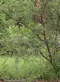 Image result for Ormocarpum trichocarpum