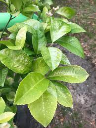 Last year i only had 4 lemons on the tree, this year so far there are 19 lemons, this is the third year growing. Lemon Tree Zone 6 What Seems To Be The Problem Gardening