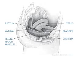 how to do a kegel exercises a step by step guide urinary