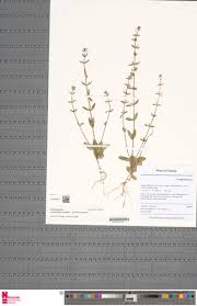 Image result for Congolanthus