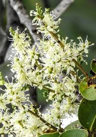 Image result for Copaifera