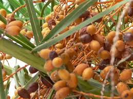 FRUITS TREES ile ilgili görsel sonucu