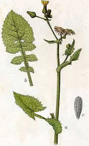 Image result for Sonchus oleraceus