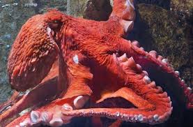 North Pacific Giant Octopus Enteroctopus Dofleini Octopus Giant Pacific Octopus Monterey Bay Aquarium