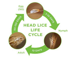 Image result for lice life cycle