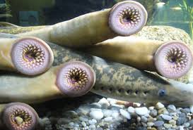 Image result for hagfish