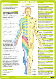 Upper Back Anatomy Chart Futurenuns Info