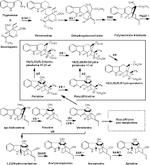 Image result for Rauvolfia nana